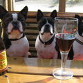 Boston Terrier