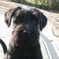 Schnauzer