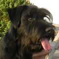 Schnauzer