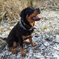 Rottweiler