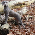 Weimaraner