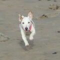 Jack Russell Terrier