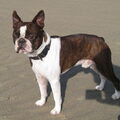 Boston Terrier
