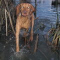 Vizsla (Hongaarse staande hond)