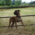 Dogo Canario