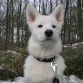 Alaskan Malamute