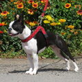 Boston Terrier
