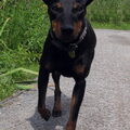 Manchester Terrier