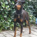 Manchester Terrier