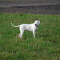 Argentijnse Dog