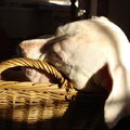 Dogo Argentino