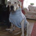 Dogo Argentino