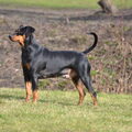 Duitse Pinscher