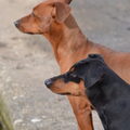 Duitse Pinscher