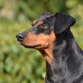 Duitse Pinscher