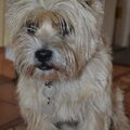 Cairn Terrier