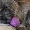 Cairn Terrier