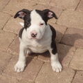 American Staffordshire Terrier