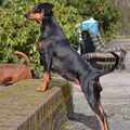 Duitse Pinscher