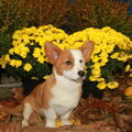 Welsh Corgi Cardigan