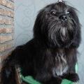 Lhasa Apso