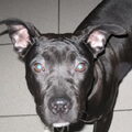 Staffordshire Bull Terrier