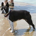 Boston Terrier