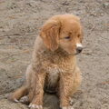 Nova Scotia Duck Tolling Retriever