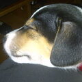 Jack Russell Terrier
