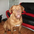 Bordeauxdog
