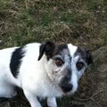 Jack Russell Terrier