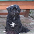 Tibetaanse Terrier