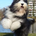 Bearded Collie