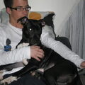 American Staffordshire Terrier
