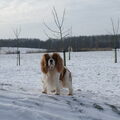 Cavalier King Charles Spaniel