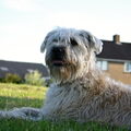 Irish Softcoated Wheaten Terriër