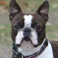 Boston Terrier