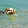 Engelse Bulldog