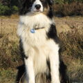 Australian Shepherd
