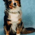 Australian Shepherd