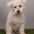 Maltezer
