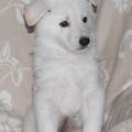 Zwitserse Witte Herder