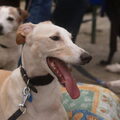 Galgo Español