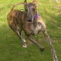 Galgo Español