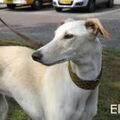 Galgo Español