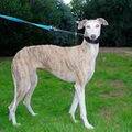 Galgo Español