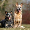Australian Cattle Dog