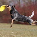 Australian Cattle Dog
