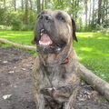 Dogo Canario