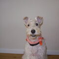 Foxterrier, draadhaar